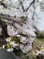 Baumwoll-Bettwäsche für Kinder Vintage