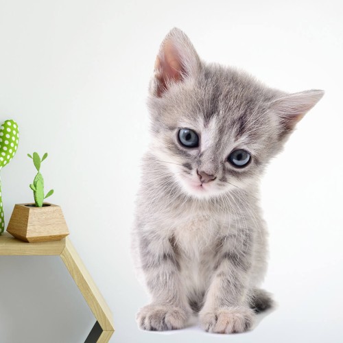 WANDAUFKLEBER KÄTZCHEN