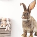 WANDAUFKLEBER KANINCHEN